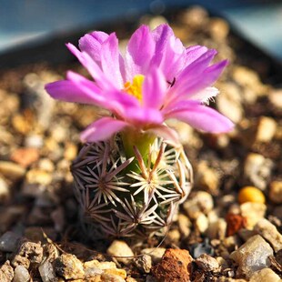 实生粉花紫王子仙人球松球多肉植物花卉绿植室内盆栽阳台夏季好养