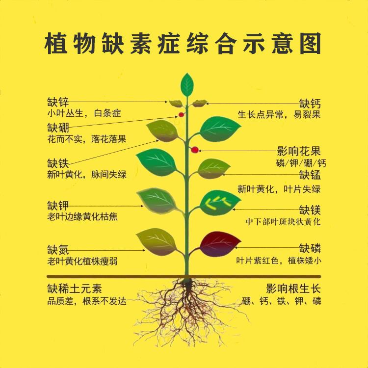 杨桃专用肥料复合肥果树农用通用型氮磷钾尿素磷肥冲施肥化肥追肥