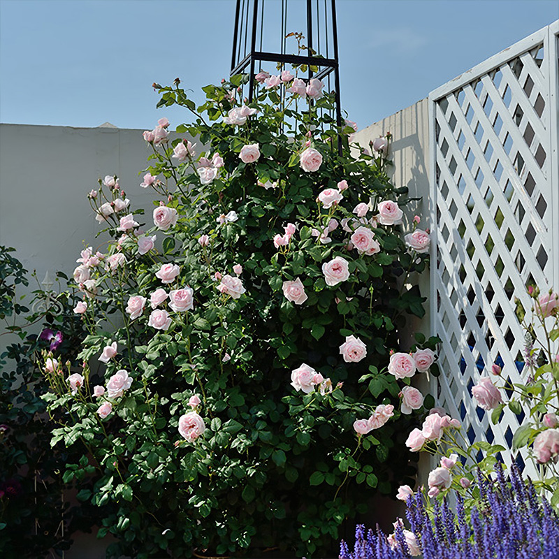 惠惠的花园娜河马花苗爬藤拱门攀援植物玫瑰花卉庭院花园玫瑰盆栽