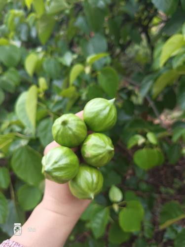 云南桐果新鲜桐子果桐果新鲜桐树叶食用粑粑叶现采桐树苗造景盆栽