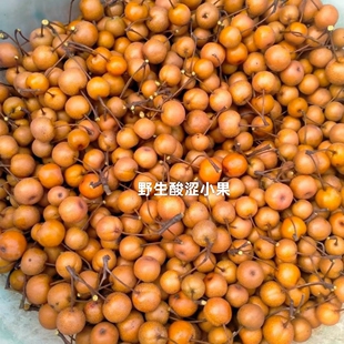 正宗苗鸟杜梨梨果苗嫁接棠梨苗梨树棠梨树苗豆梨砧木苗实生苗梨子