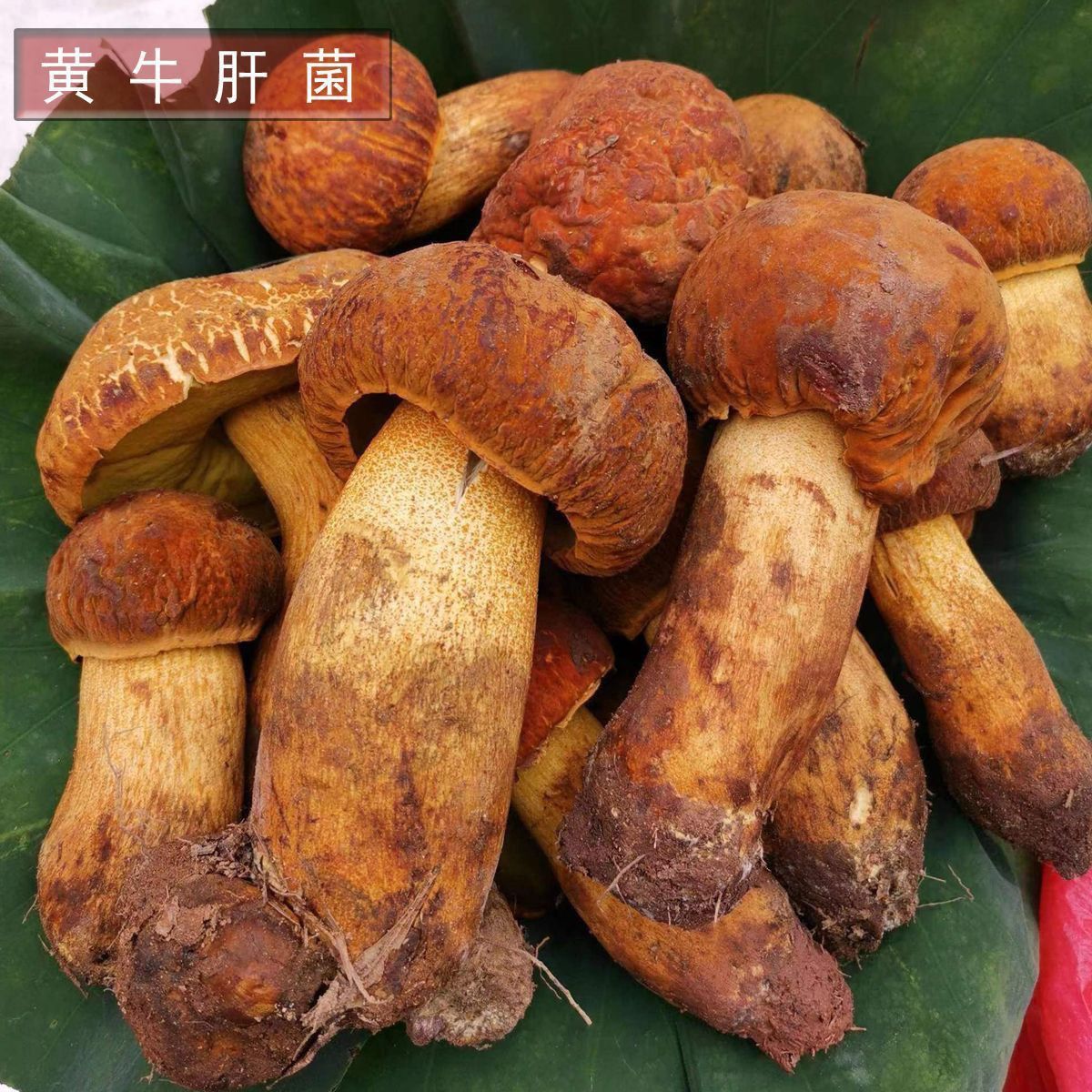 云南新鲜黄牛肝菌黄葱菌见手青牛肝菌云南野生菌现摘非冷冻新鲜