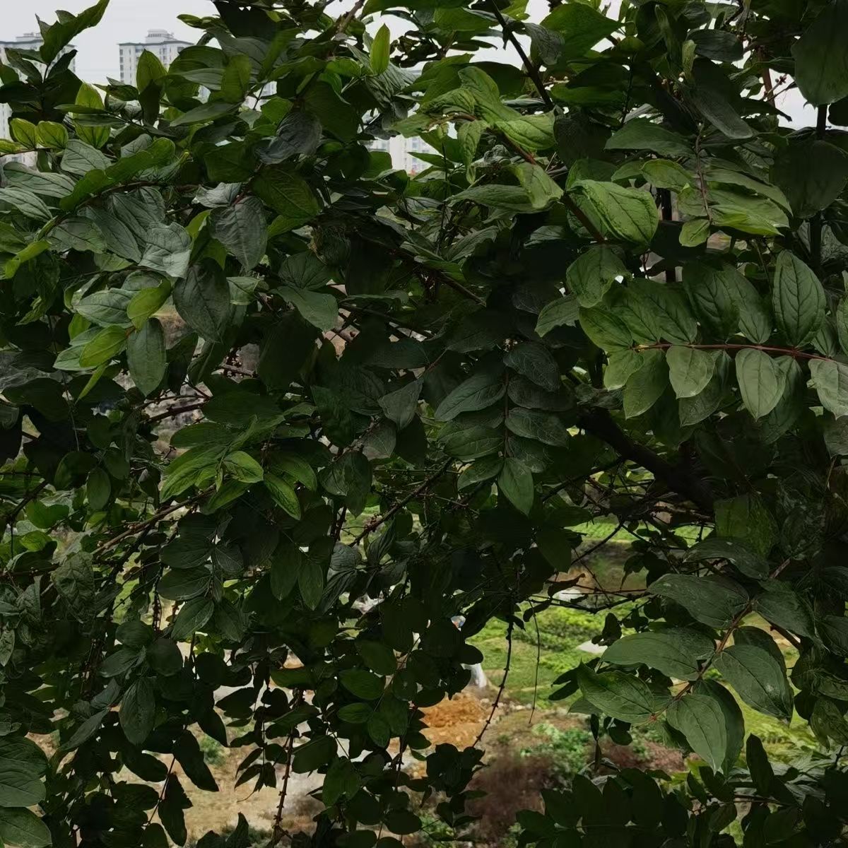 云南马桑叶上天梯阿斯木千年红马鞍子水马桑紫桑根皮乌龙须黑龙须