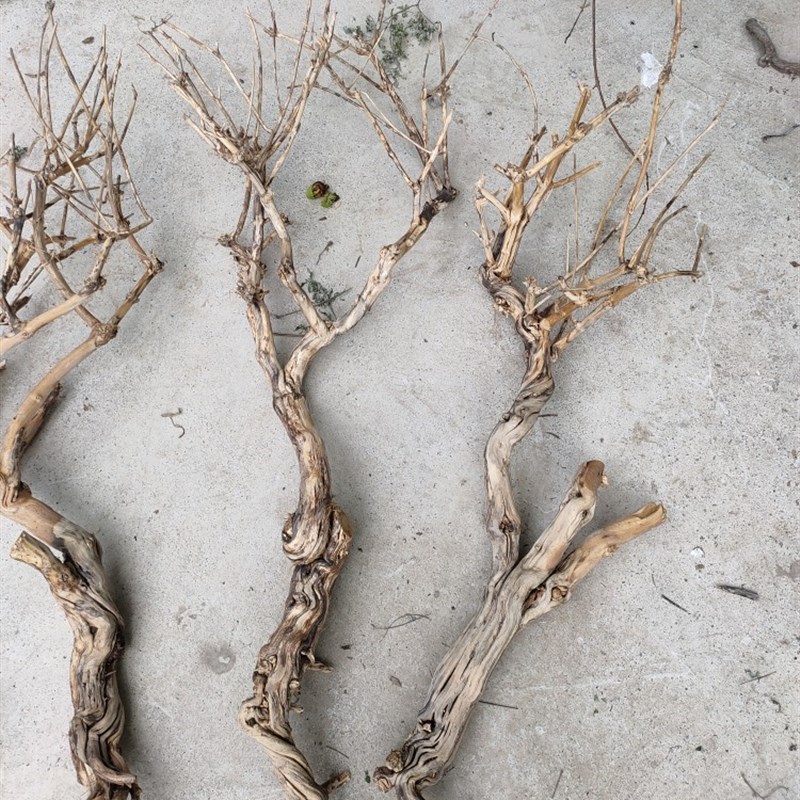 造型树干树桩金银花干支造景材料造型树枝树杈造型干支干支树枝
