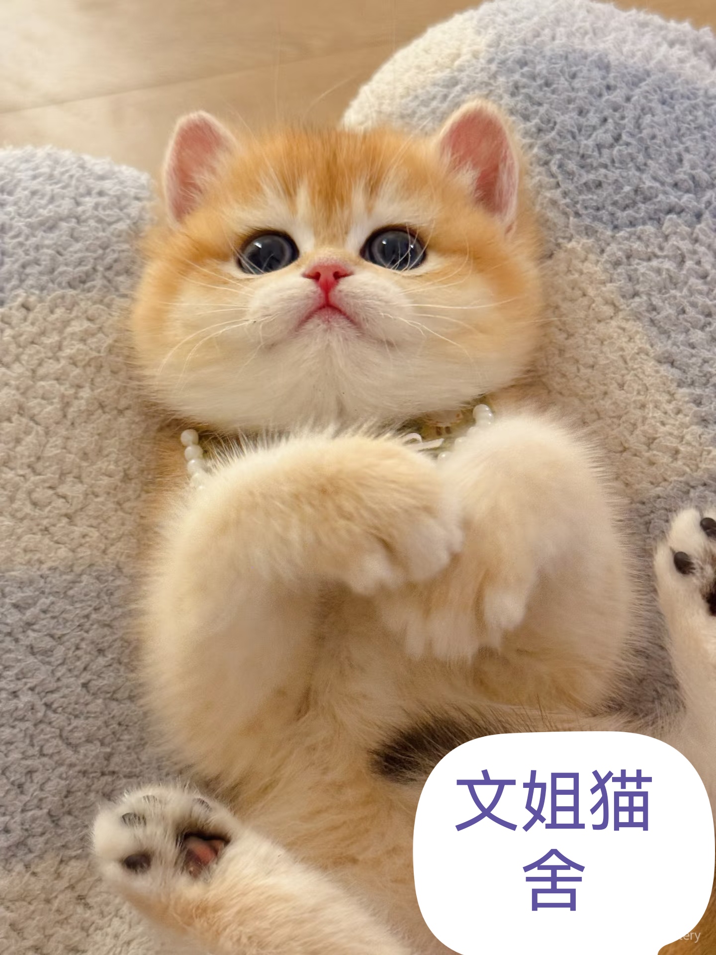 纯种英短金渐层幼猫金渐层蓝金渐层幼猫