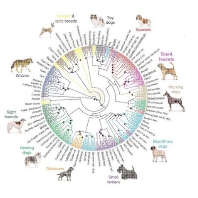 进化树/基因家族分析/作树/系统发育树/发生树/phylogenetic tree