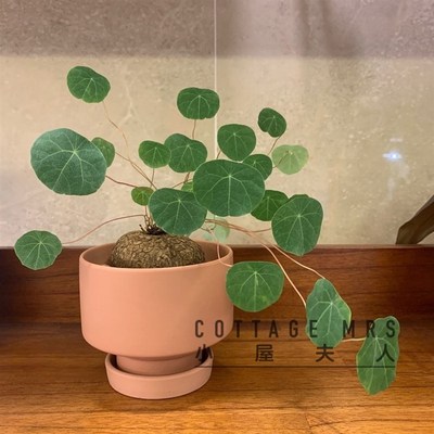 山乌龟盆栽 金不换  千金藤属  地不容 爬藤绿植圆叶带芽发