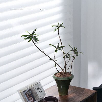 叶下珠绿植盆栽北欧简约风格四季常绿观叶植物阳台客厅净化空气