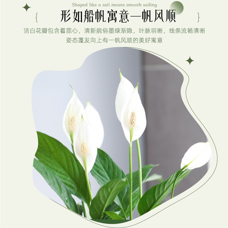 一帆风顺白掌盆栽绿植水培花卉植物办公室内绿萝红掌四季开花好养