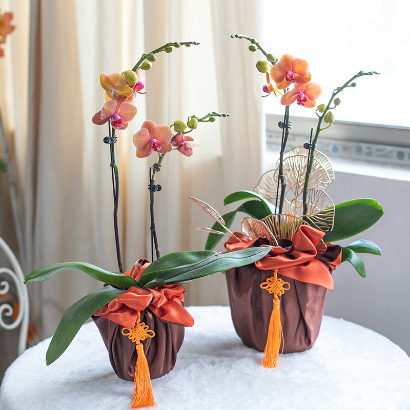 新年韩式花盆礼品包袱布春节过年蝴蝶兰送礼花艺包装手提袋材料包