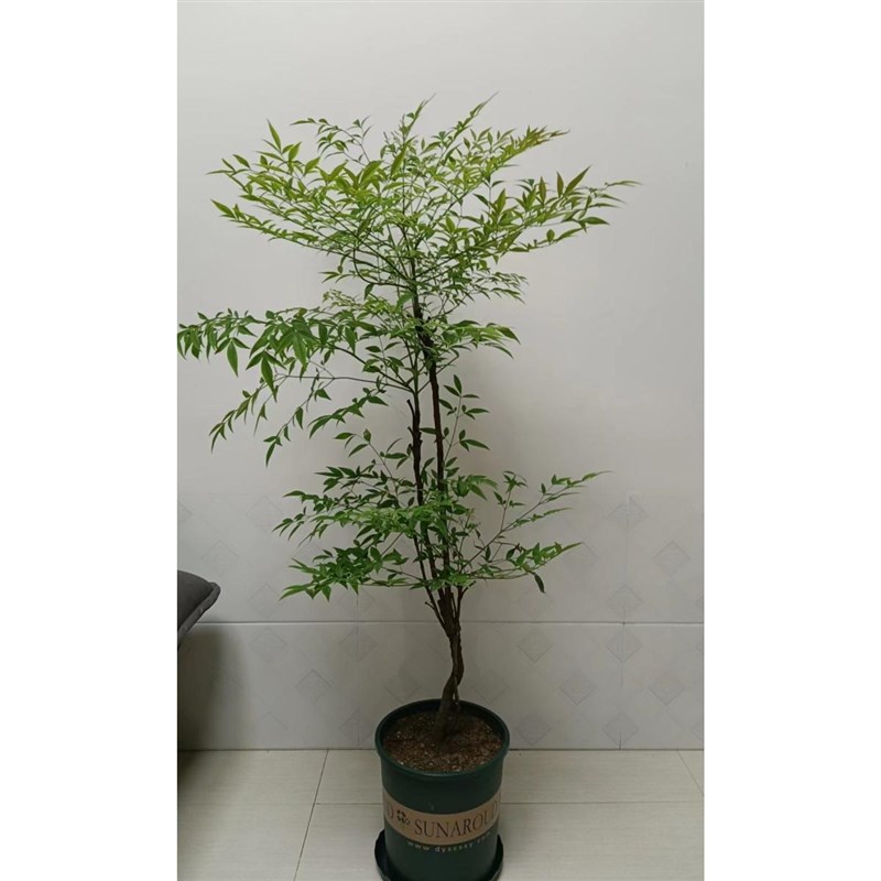 室内大型植物南天竹竺带根卧室客厅净化空气植花卉吊钟盆栽水养培