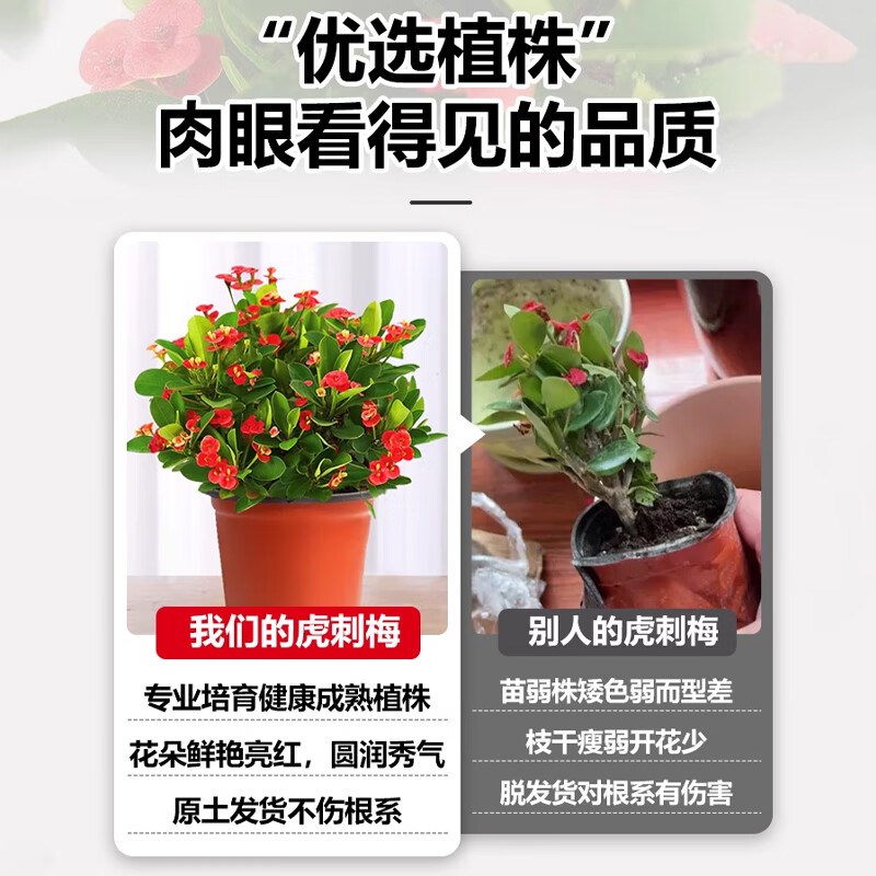 铁海棠盆栽带花发货虎刺梅四季开花卉室内小绿植阳台花卉植物盆景