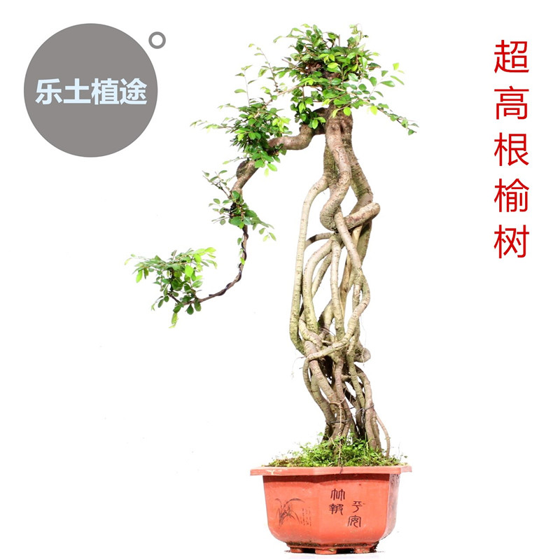 靓爆超高根榆树盆景临水式盘根造型老桩客厅茶室办公室绿植物盆栽