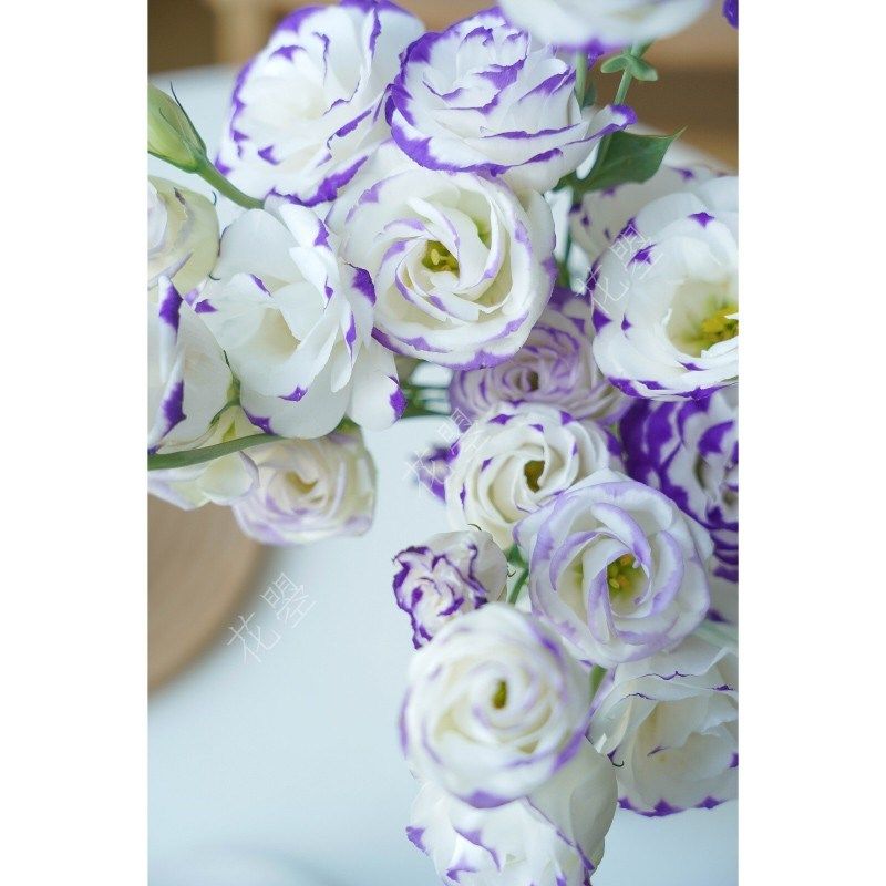 花曌 紫色紫边洋桔梗鲜花水养真花餐厅书桌餐桌面茶几家居瓶插花