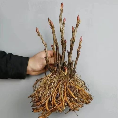 牡丹花苗盆栽大苗洛阳正宗带花苞牡丹花种缠枝重瓣花卉牡丹花树苗