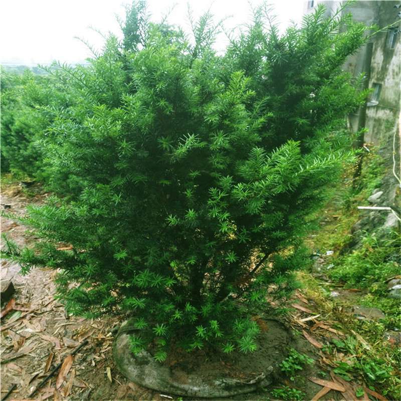 基地曼地亚红豆杉小苗公树母树盆栽盆景苗别墅庭院绿植