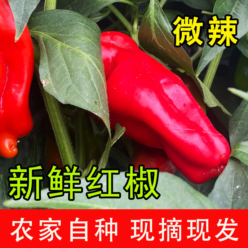 红花椒微辣食用农产品新鲜芜湖市