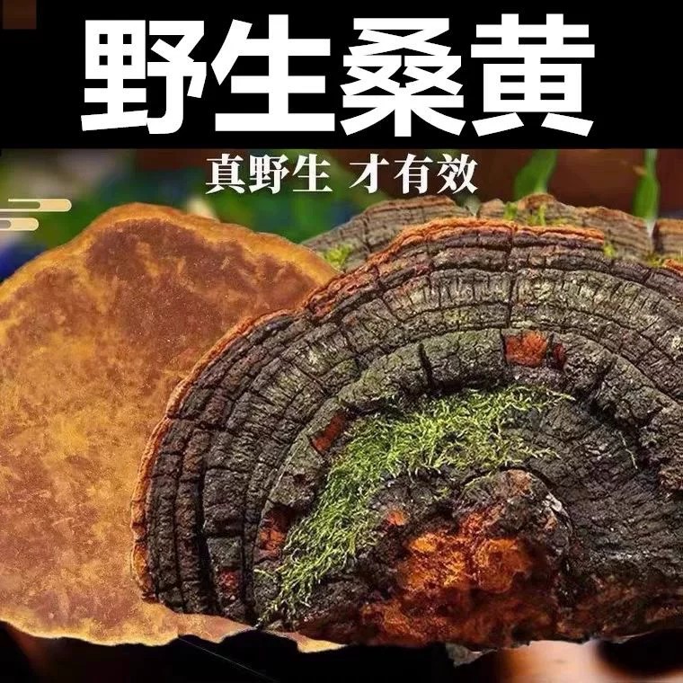 野生紫油桑黄灵芝整朵桑黄菌桑黄茶正宗西藏野生桑黄桑耳实体老店图片