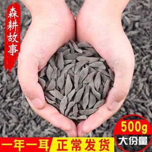 长白山黑山秋木耳干货非野生特产级东北小碗耳秋木耳黑山老鼠耳
