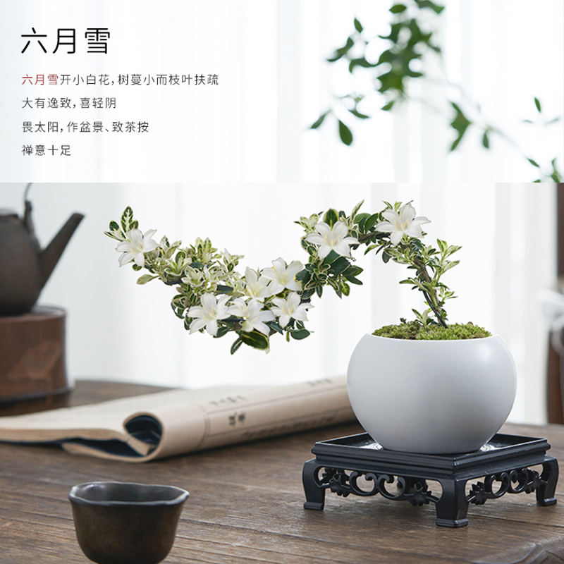六月雪盆景悬崖红花茶桌禅意室内窗台小绿植物办公室茶几桌面盆栽