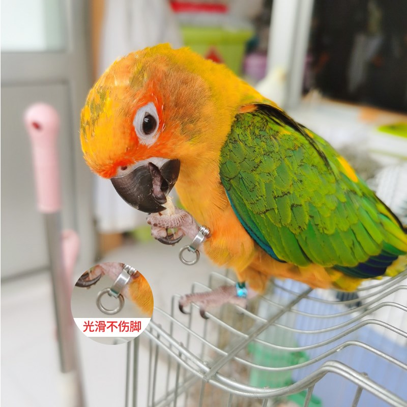 鹦鹉脚链鸟链子超轻鸟脚环遛鸟绳神器玩具八哥放飞绳玄凤牵引绳子