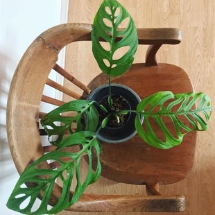 大巨洞龟背芋ME巨洞MA安德森开洞仙洞锦斜叶龟 多孔爬藤植物盆栽