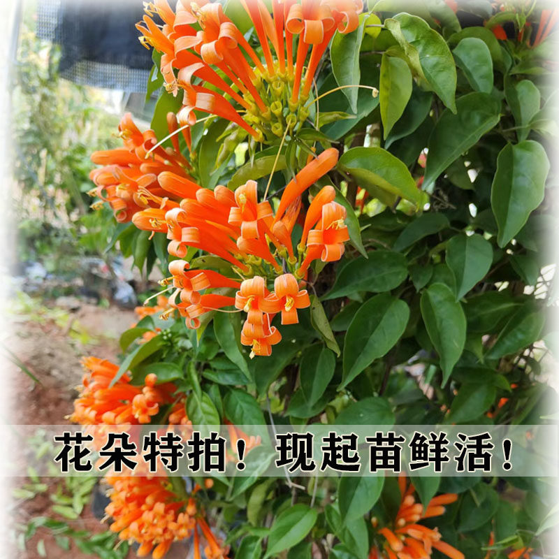 炮仗花爬藤植物四季开花炮仗花苗鞭炮花爬藤花种大苗爆竹花炮杖花