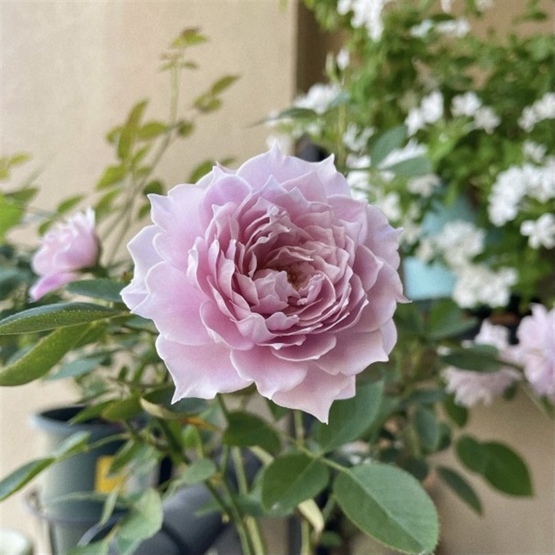 新品幻紫月季苗庭院阳台种植花卉绿植四季开花扦插苗