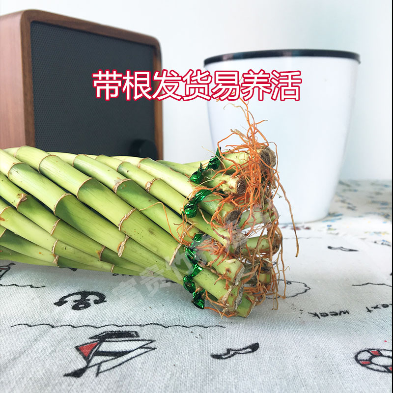 圆筒型富贵竹带根艺术造型编织盆栽水养植物招财转运创意花卉客