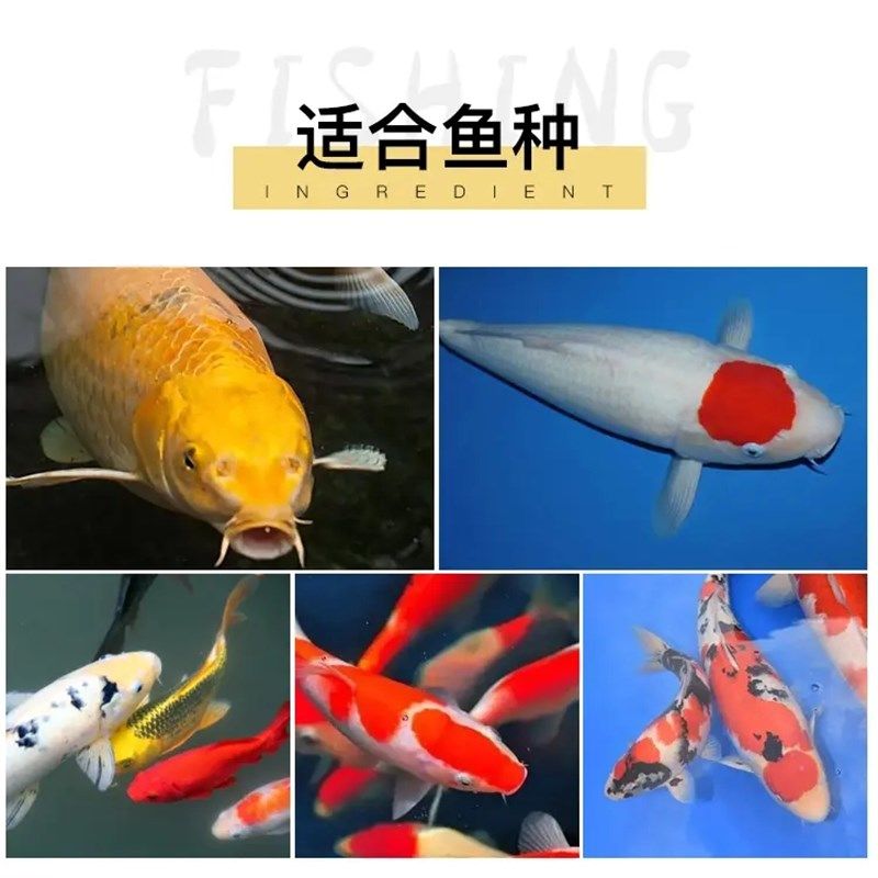 锦鲤饲料蝴蝶鲤鱼粮观赏鱼金鱼增色增体颗粒饲料冷水鱼鱼食不混水,宠物/宠物食品及用品,观赏鱼饲料,淘宝优惠券,粉丝福利购,淘宝优惠卷