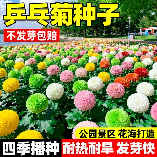 乒乓菊种子四季好养易种活懒人花小雏菊室内外开花卉盆栽花种籽孑