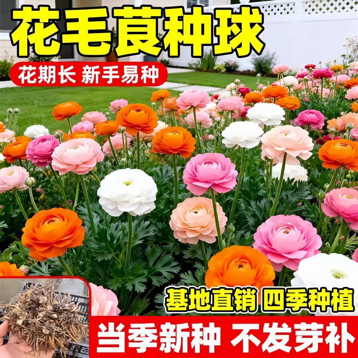 进口洋牡丹种球花毛茛重瓣种球根花苗种子室内外四季播种开花植物