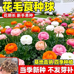 进口洋牡丹种球花毛茛重瓣种球根花苗种子室内外四季播种开花植物
