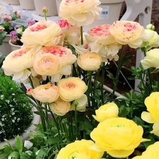 进口花毛茛洋牡丹盆栽重瓣种球根花苗种子室内外四季播种开花植物