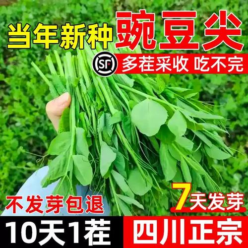 豌豆种子四川无须豌豆尖种籽专吃豌豆苗四季甜豌豆荷兰豆蔬菜种孑