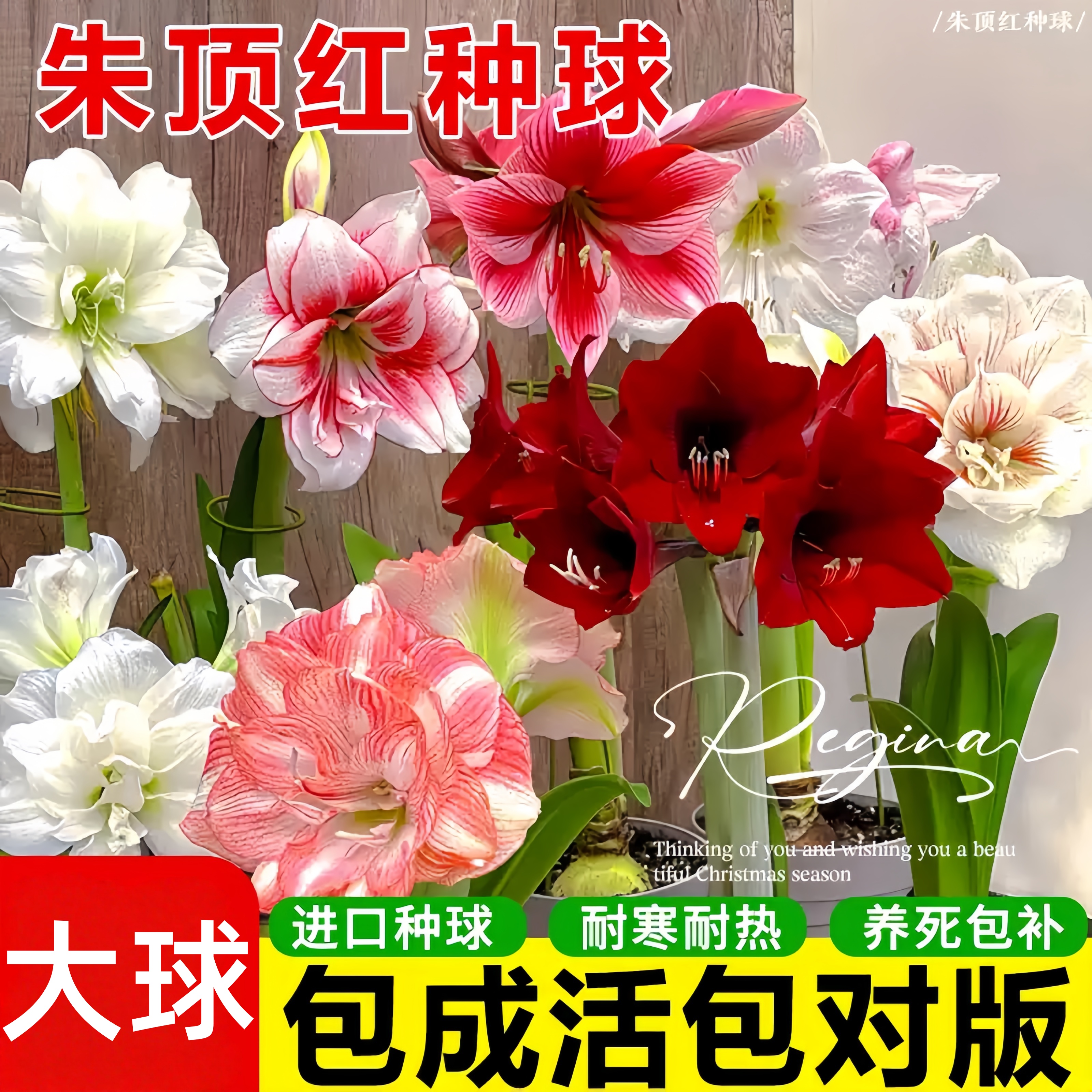 朱顶红荷兰重瓣特大朱顶红进口种球樱桃妮芙舞后阿弗雷百合种球