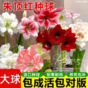 朱顶红荷兰重瓣特大朱顶红进口种球樱桃妮芙舞后阿弗雷百合种球