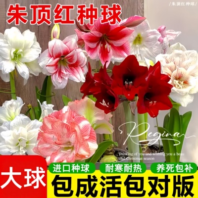 朱顶红荷兰重瓣特大朱顶红进口种球樱桃妮芙舞后阿弗雷百合种球