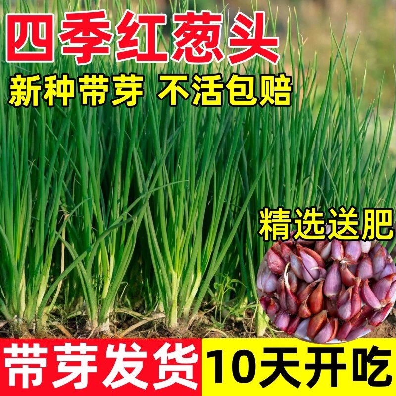 四季小香葱种头四川葱种葱种子种籽小葱红葱本地火葱头种葱头