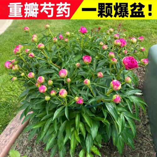 芍药花苗重瓣带芽种球大苗四季开花卉阳台庭院牡丹花种根盆栽植物