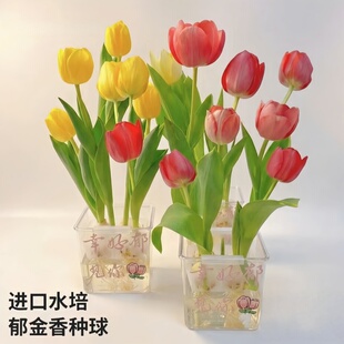 进口大球郁金香水培种球地栽5度阳台庭院花卉绿植室内外土培盆栽