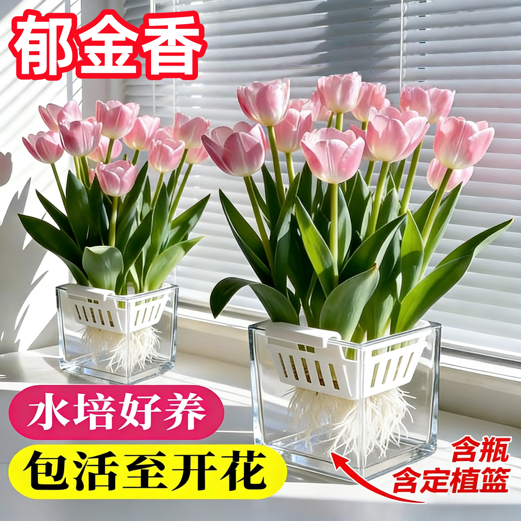 进口郁金香种球水培土培室内外多季开花进口好养耐寒阳台花卉植物