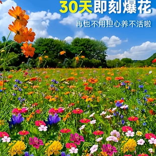 野花组合花种子太阳花种孑格桑花种籽子秋冬四季播种开花花卉花籽