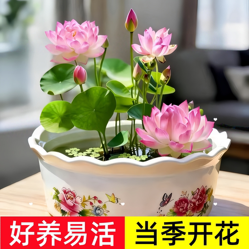 水培碗莲种籽子四季睡莲荷花水养植物室内缸养盆栽铜钱草草籽