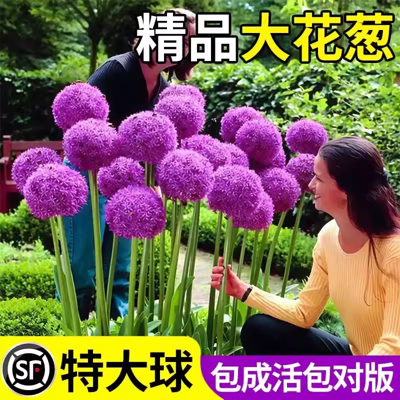 大花葱种球进口荷兰耐寒花卉盆栽植物庭院地栽四季易活大葱花球根