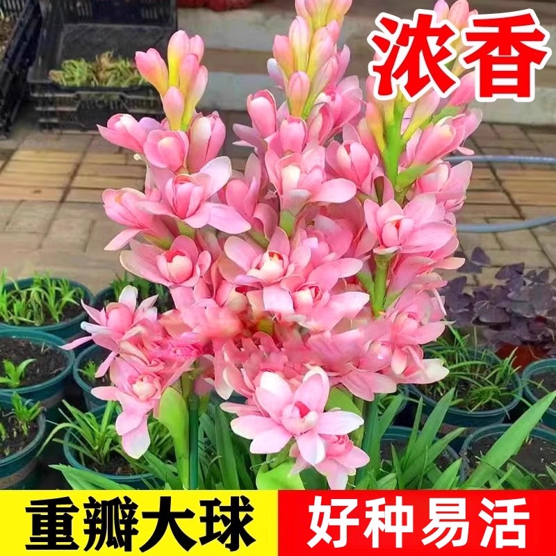 重瓣晚香玉种球浓香型大花球根带花苞庭院花卉盆栽多年生夜来香