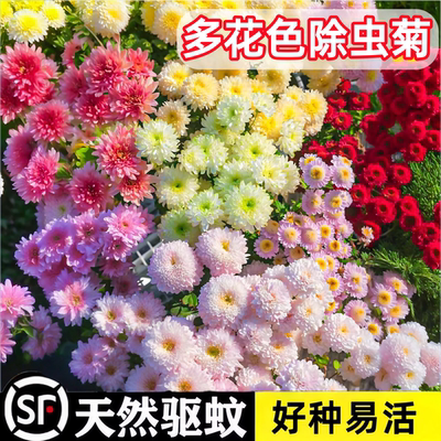 除虫菊花种籽子夏季驱蚊花卉室内盆栽好种易活太阳花野花组合种孑