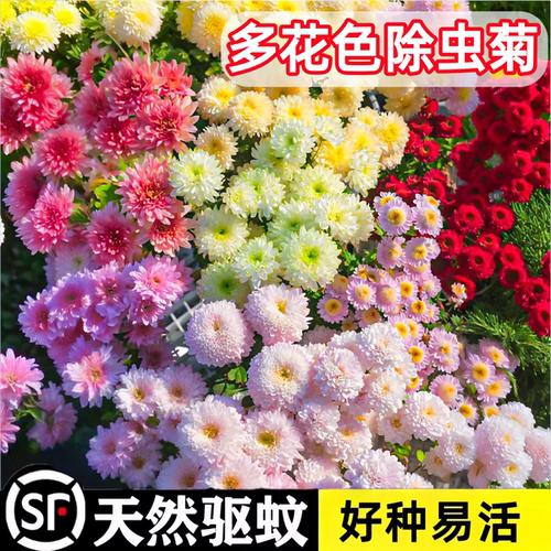 除虫菊花种籽子夏季驱蚊花卉室内盆栽好种易活太阳花野花组合种孑