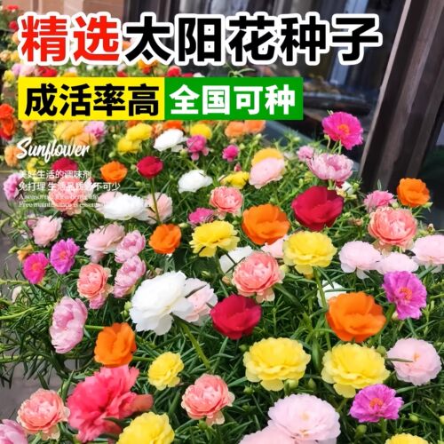 重瓣太阳花种籽四季种植好种易活多年生家庭阳台花海景观花卉种子