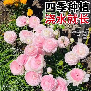 花毛茛种球带牙四季洋牡丹花种子植物室内室外花卉盆栽好养活花苗